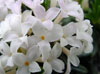 Daphne arbuscula f albiflora